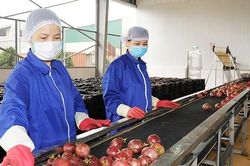 9 mặt hàng nông sản xuất khẩu đã vượt mốc 1 tỷ USD