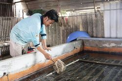 Thu nhập cao từ nuôi lươn không bùn