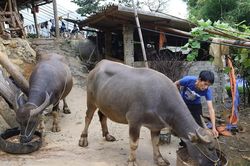 Giá trâu, bò giảm, người chăn nuôi gặp khó