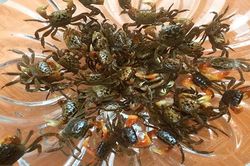Đặc sản 'nhát chết', trước nhà nghèo mới ăn, nay dân bắt về bán 150.000/kg