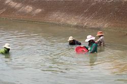 Ngâm mình dưới nước nhiều giờ đồng hồ mưu sinh bằng nghề cào hến