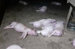 Hà Tĩnh: Sét đánh chết 12 con lợn