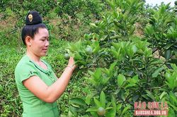Thoát nghèo từ trồng cây ăn quả