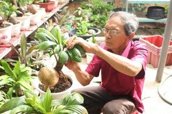 Lão nông U70 khéo léo biến quả dừa khô thành cây cảnh bạc triệu