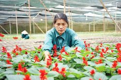 Nữ công nhân đam mê tạo giống mới làm đẹp thành phố