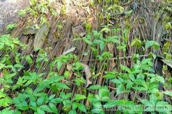 Kon Tum: Hàng chục nghìn cây sâm Ngọc Linh bị chết gây thiệt hại nặng