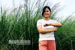 'Bỏ phố về quê' trồng cỏ, kiếm hàng chục triệu đồng mỗi tháng
