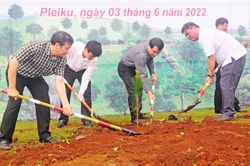 Pleiku trồng 1.200 cây thông hưởng ứng 'Tết trồng cây'