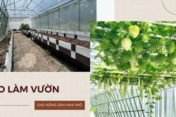 Hướng dẫn 'nông dân nhà phố' cách tạo lập 1 khu vườn xanh mướt chỉ trong 2 tháng