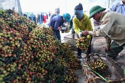 Sẵn sàng cho mùa vải bội thu