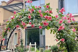 Cô gái 9x mừng tuổi 31 với căn nhà mới có cả sân vườn và sau 300 ngày, khu vườn đã nở rộ đầy hoa