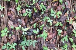 Làm rõ nguyên nhân sâm Ngọc Linh trồng ở Kon Tum chết hàng loạt