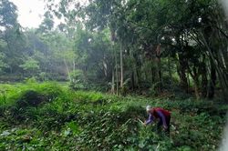 Vĩnh Phúc: Cụ bà cả đời giữ rừng, nuôi cò