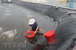 Nông dân Cà Mau phấn khởi nhờ giá tôm nguyên liệu tăng nhẹ