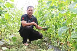 Nông dân Đak Pơ thu nhập cao nhờ chuyển đổi cây trồng