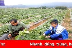 Khai thác tiềm năng, lợi thế phát triển lâm sản ngoài gỗ