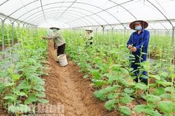 Hướng đi đúng của nền nông nghiệp hiện đại