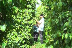 Chư Prông: 8 tỷ đồng đầu tư các mô hình ứng dụng tiến bộ khoa học và công nghệ
