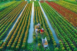 Giải pháp nào cho 'điệp khúc' ùn tắc nông sản tại các cửa khẩu?
