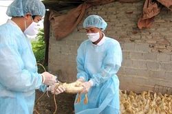 Ngăn ngừa cúm gia cầm vào Việt Nam bùng phát thành dịch