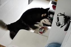 Chú chó husky ở Trung Quốc biết làm việc nhà