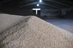 Xuất khẩu ngũ cốc của Ukraine tăng 80% trong tháng Năm