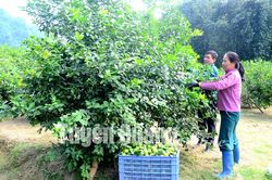 Chuyển đổi 378,2 ha lúa sang trồng các loại cây khác