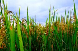Nhu cầu tăng cao trên thị trường thế giới đối với gạo Thái Lan