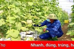 Phát huy hiệu quả nông nghiệp đô thị