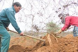 Người tiên phong thử nghiệm nhiều cây trồng mới trên đất Cùa