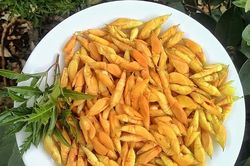 Nhộng muồng Tây Nguyên – đặc sản 'tôm hùm' phố núi
