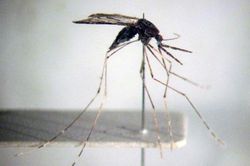 Thành phố Hồ Chí Minh: Giám sát, phát hiện sớm người mắc bệnh sốt rét
