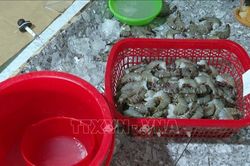 Bạc Liêu: Xử phạt 60 triệu đồng một cơ sở bơm tạp chất vào tôm nguyên liệu