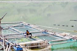 Người nuôi trồng thủy sản chủ động ứng phó với mùa mưa bão năm 2022