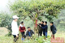 Công nhận Cây di sản Việt Nam cho 100 cây chè Shan tuyết ở xã Tô Múa