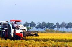 Cơ giới hóa đồng bộ gắn với giống lúa chất lượng cao: Đòi hỏi bức thiết từ thực tế
