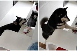 Chú chó husky biết nấu cơm