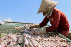 Loại cá 'nhà nghèo' từng bị chê lên chê xuống, nay nhà giàu săn ráo riết