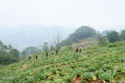 Nông dân Cán Cấu nâng cao thu nhập từ bắp cải trái vụ