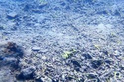 Chuyên gia lý giải nguyên nhân khiến rạn san hô quý giá ở Nha Trang tan nát