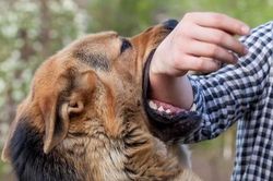 Bị chó cắn, bé trai 7 tuổi tổn thương mặt nghiêm trọng