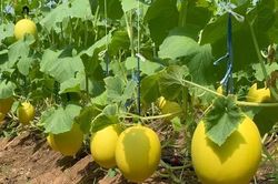 Ninh Thuận hỗ trợ gần 10 tỷ đồng để thu hút đầu tư nông nghiệp ứng dụng công nghệ cao
