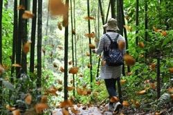 Thiên đường bươm bướm lớn nhất thế giới tại Vân Nam, Trung Quốc