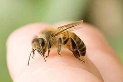 Trong lúc ra vườn chơi, bé 18 tháng tuổi bị ong đốt gần 50 nốt