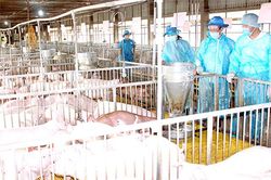 Việt Nam có vaccine phòng dịch tả heo châu Phi