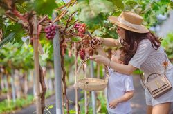 Bỏ việc xây dựng để trồng vườn nho 'siêu quả'