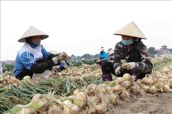Hiệu quả từ những mô hình nông nghiệp ứng dụng công nghệ cao