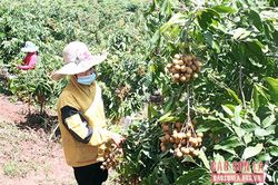 Đảng bộ xã Lóng Phiêng lãnh đạo phát triển kinh tế