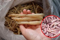 Món quà của biển 'đắt như vàng' ở Hải Phòng, ai muốn thử phải bỏ tiền triệu