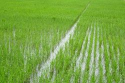 Chữ và nghĩa: Phân gio chẳng bằng cấy mò tháng Sáu